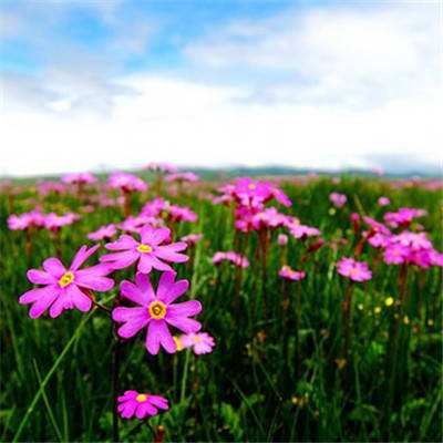 单机的打鱼游戏手机app下载